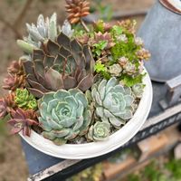 寄せ植え,多肉植物,ナチュラルガーデン,多肉植物のある暮らし,癒し時間の画像