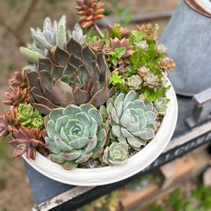 寄せ植え,多肉植物,ナチュラルガーデン,多肉植物のある暮らし,癒し時間の画像