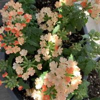 バーベナ,宿根バーベナ,お花,成長記録,花のある暮らしの画像
