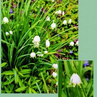 スノーフレーク,デパートのお花の画像
