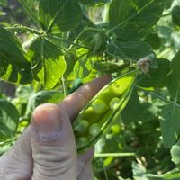 グリンピース,花壇,ガーデニング,花のある暮らし,家庭菜園の画像