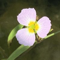 バルデリア　ラヌンクロイデス,バルデリア　ラヌンクロイデス,バルデリア　ラヌンクロイデス,開花,可愛いの画像