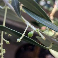 オリーブ,鉢植え,ベランダの画像