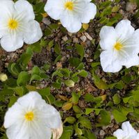 癒し,季節の花,美しい,咲いた,愛らしいの画像