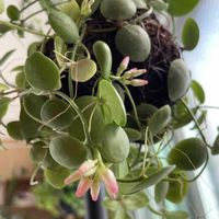 ディスキディア,ディスキディア インブリカータ,観葉植物,キキ　ディスキディアの画像