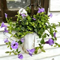 スーパートレニア・カタリーナブルーリバー,寄せ植え,ナチュラルガーデン,ブリキポット,涼しげの画像