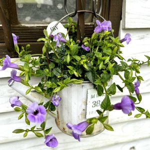 スーパートレニア・カタリーナブルーリバー,寄せ植え,ナチュラルガーデン,ブリキポット,涼しげの画像