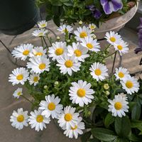 ミニトマト,ラムズイヤー,カタバミ,イースターカクタス,ヒューケラの花の画像