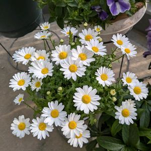 ミニトマト,ラムズイヤー,カタバミ,イースターカクタス,ヒューケラの花の画像