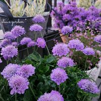 スカビオサ,サフィニアアートあずきフラッペ,かわいい,屋上ガーデン,花のある暮らしの画像