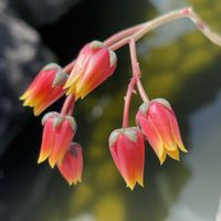 大和錦,ヤマトニシキ,多肉植物,DAISO,お花は癒しの画像