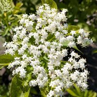 エルダーフラワー,エルダー,西洋接骨木,雑草,山野草の画像