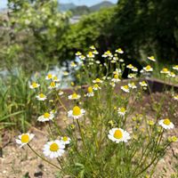カモミール,セージ,ヤグルマソウ(矢車草),ハーブティー,玄関アプローチの画像