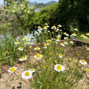 カモミール,セージ,ヤグルマソウ(矢車草),ハーブティー,玄関アプローチの画像