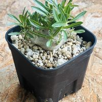 恵比寿笑い,植え替え,塊根植物の画像
