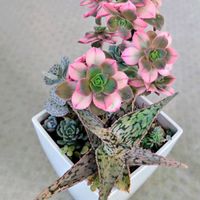 夕映え,アエオニウム 属,キングダムボス,多肉植物,かわいいの画像