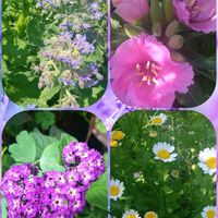 ノースポール,ボリジ,ヘリオトロープ,ゴテチア,今咲いているお花の画像