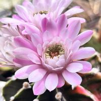 サボテン,サボテンの花,GSに感謝。,小さな幸せ,がんに負けるな！の画像