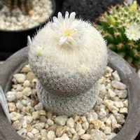 サボテン,小人の帽子,松霞,多肉植物,エピテランサの画像