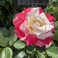 ジュビレ・デュ・プリンス・ドゥ・モナコ,花のある暮らし,色あざやか,バラを楽しむ,庭の画像