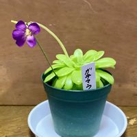 ムシトリスミレ,食虫植物,庭の画像