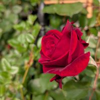 バラ ドン・ファン,赤いバラ,植物のある暮らし,咲いた❤,我が家のお花の画像