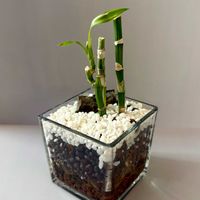 ドラセナ,ミリオンバンブー,ドラセナ・サンデリアーナ,観葉植物,ハイドロカルチャーの画像