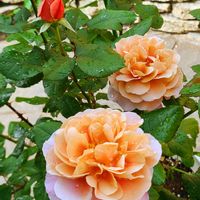 ニューウェーブ,万葉,バラ パニエ,バラ 鉢植え,イマニワの画像