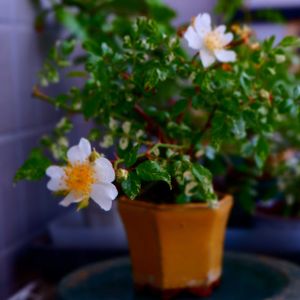 ノイバラ,鉢植え,小品盆栽,強風ベランダ,謎が解けたの画像