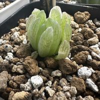 トランシエンスPVB7077,多肉植物,ハオルチア属,軟葉系ハオルチア,植中毒の画像