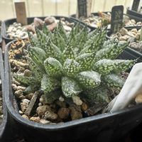 ルプラ ニシフォーム,多肉植物,ハオルチア属,軟葉系ハオルチア,植中毒の画像