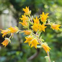 ブルーエルフ,多肉植物,鉢植え,ダイソー,花芽の画像
