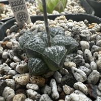 多肉植物,ハオルチア属,軟葉系ハオルチア,植中毒,軟葉系ハオルシアの画像