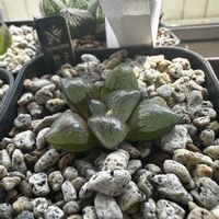 ハオルチア 親指姫,多肉植物,ハオルチア属,軟葉系ハオルチア,植中毒の画像