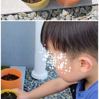 アスター,マーガレット,薔薇,オルレア,芍薬の画像