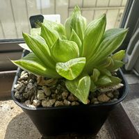 レツーサ錦,多肉植物,ハオルチア属,軟葉系ハオルチア,植中毒の画像