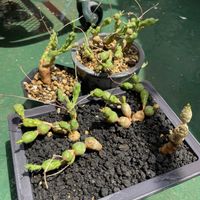 ニンニク,ユーフォルビア グロボーサ,玉鱗宝,ユーフォルビア,植え替えの画像