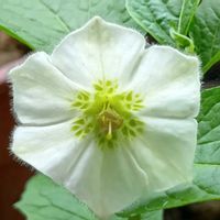 ホオズキ,鬼灯(ほおずき),花のある暮らし,大事に育てたい,キュンキュン乙女倶楽部の画像