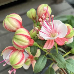 フクシア プーニー,ウッドデッキ,病気に負けない心,明日はきっと良い日になる,大切な日常の画像