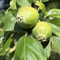 リンゴ,リンゴ,ニュートンのリンゴ,小石川植物園の画像