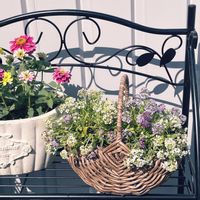 スイートアリッサム ,切り戻しスイートアリッサム,PR,愛の花♡,三ツ星品質モニターの画像