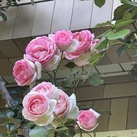 バラ,ペンステモン,ピエールドゥロンサール,アメージング グレイ,マイガーデンの画像