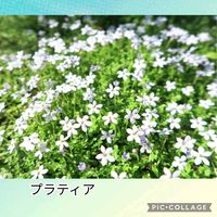 プラティア,グランドカバーの画像