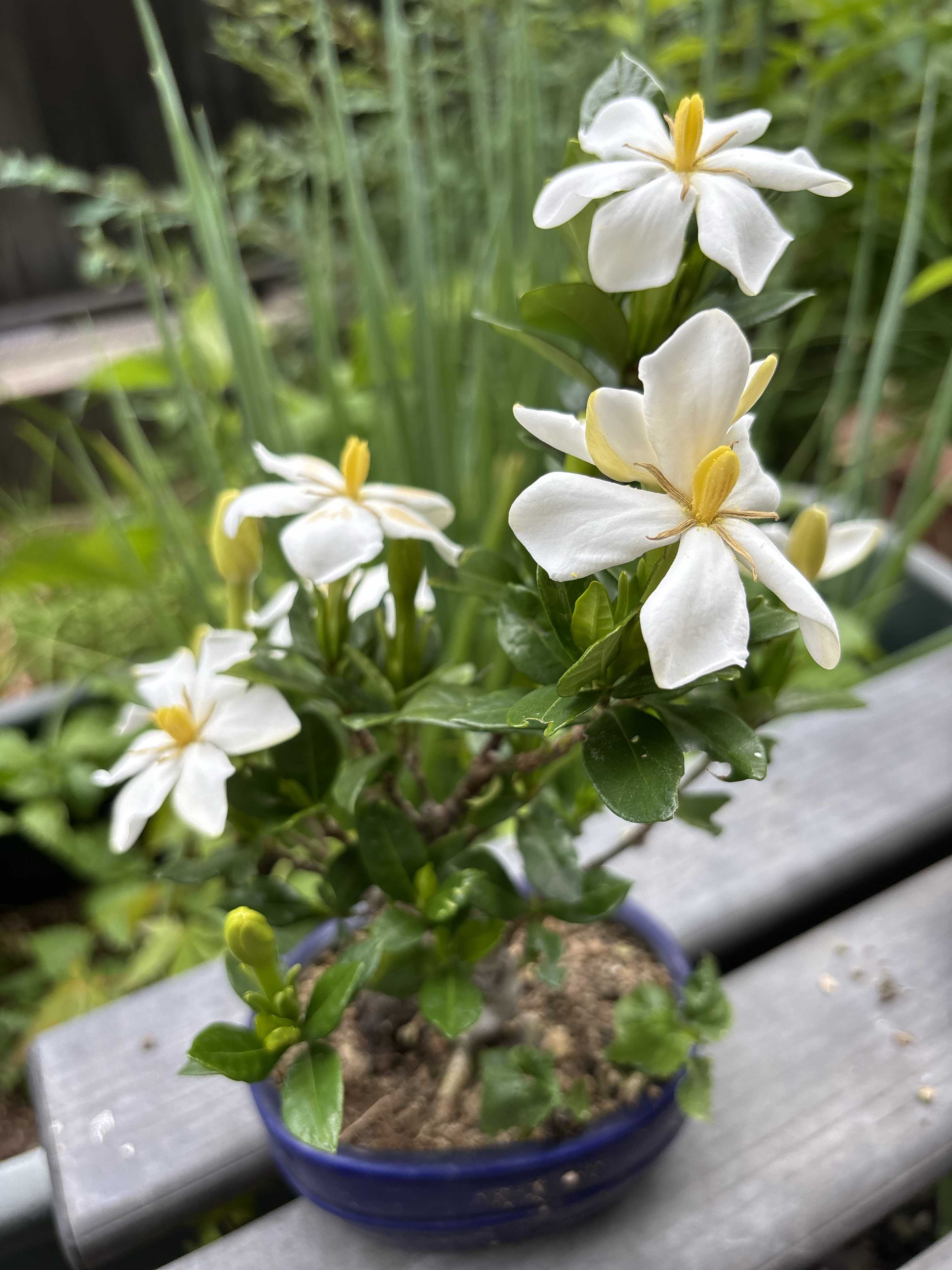 ガーデニア 白 花 クチナシ(ガーデニア)の育て方｜植え付けや植え替えの時期は