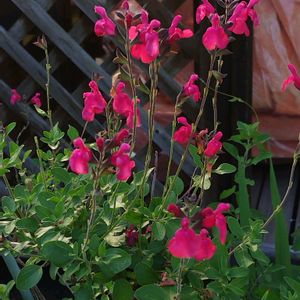チェリーセージ,昼咲き月見草,地植え,我が家の庭,かわいい花の画像
