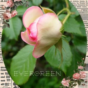 バラ　ピエール・ドゥ・ロンサール,つるバラ,バラの地植え,小さな庭から,ピエール  ドゥ  ロンサールの画像