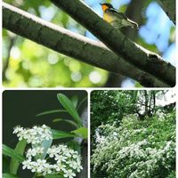 ピラカンサ,花散歩,OLYMPUS,ミラーレス一眼,鳥さん☆大好きの画像