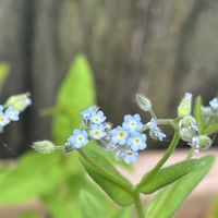 キュウリグサ,あねかえし,あねかえし,今日のおまけ,チーム岐阜の画像