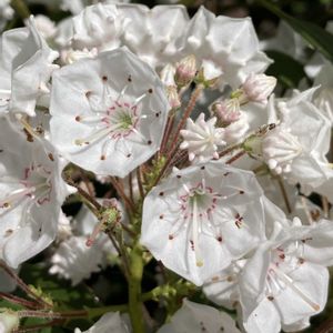 カルミア,植栽,北米原産,東京都農林総合研究センター,お出かけ先の画像