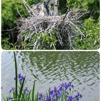 カキツバタ,コウホネ,花散歩,OLYMPUS,ミラーレス一眼の画像
